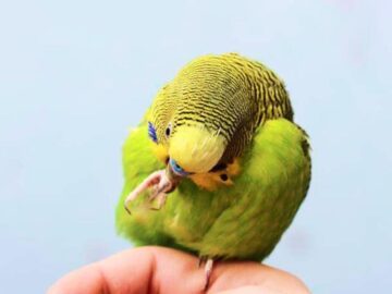 Sonhar com Periquito Ferido