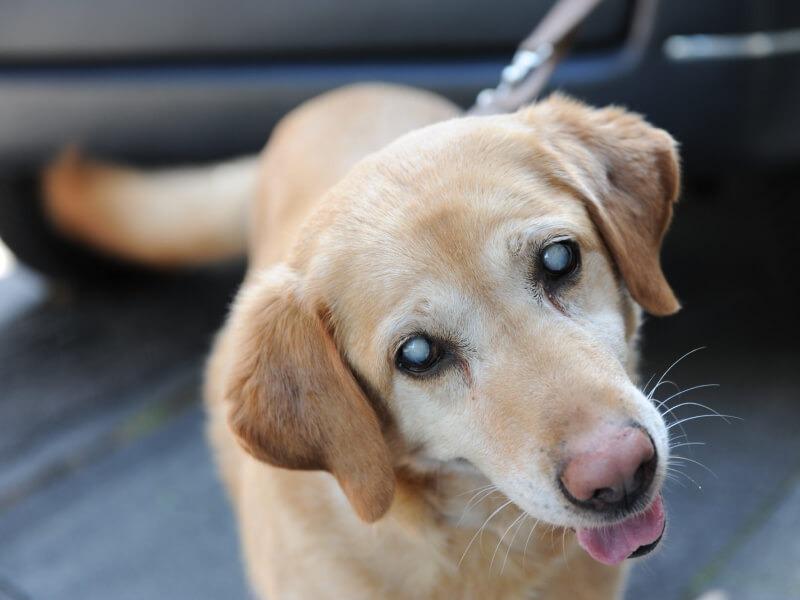 Sonhar com Cão Cego