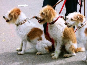 Sonhar com Cães Amarrados