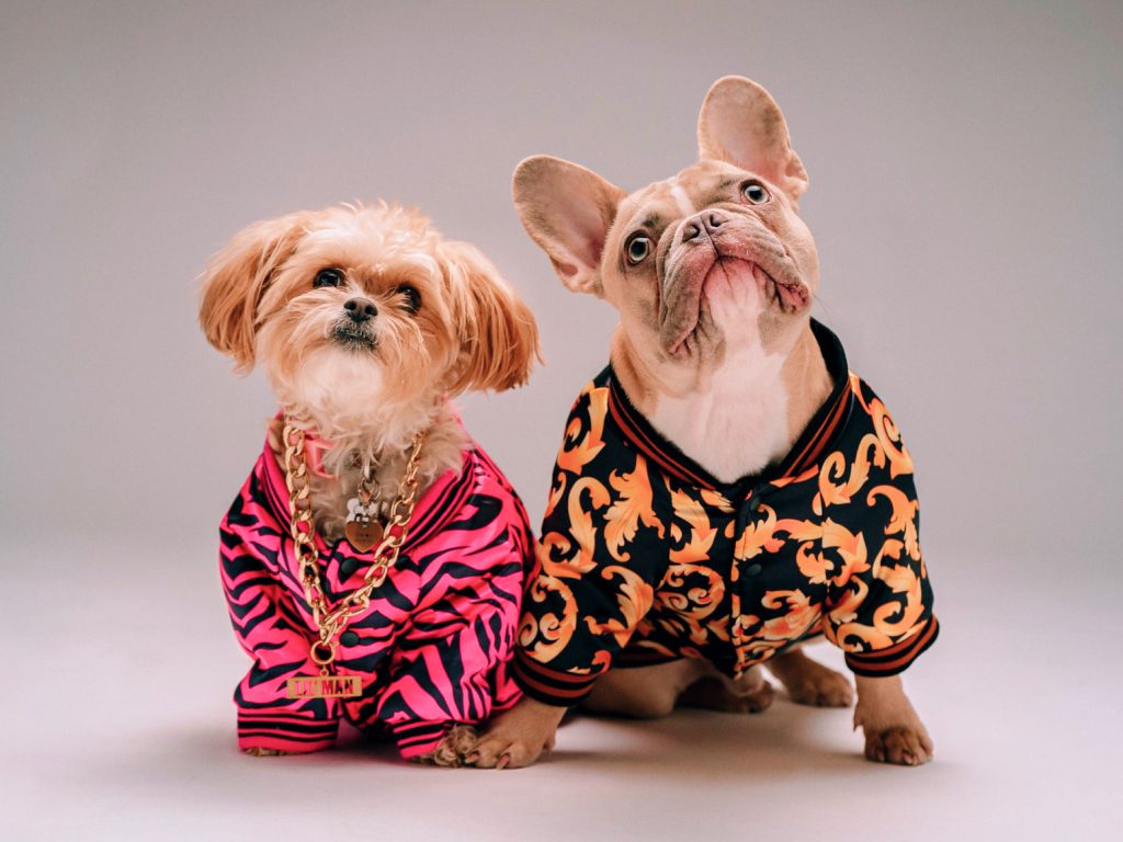 Sonhar com Cães Amigáveis