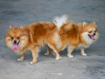 Sonhar com Cães se Acasalando