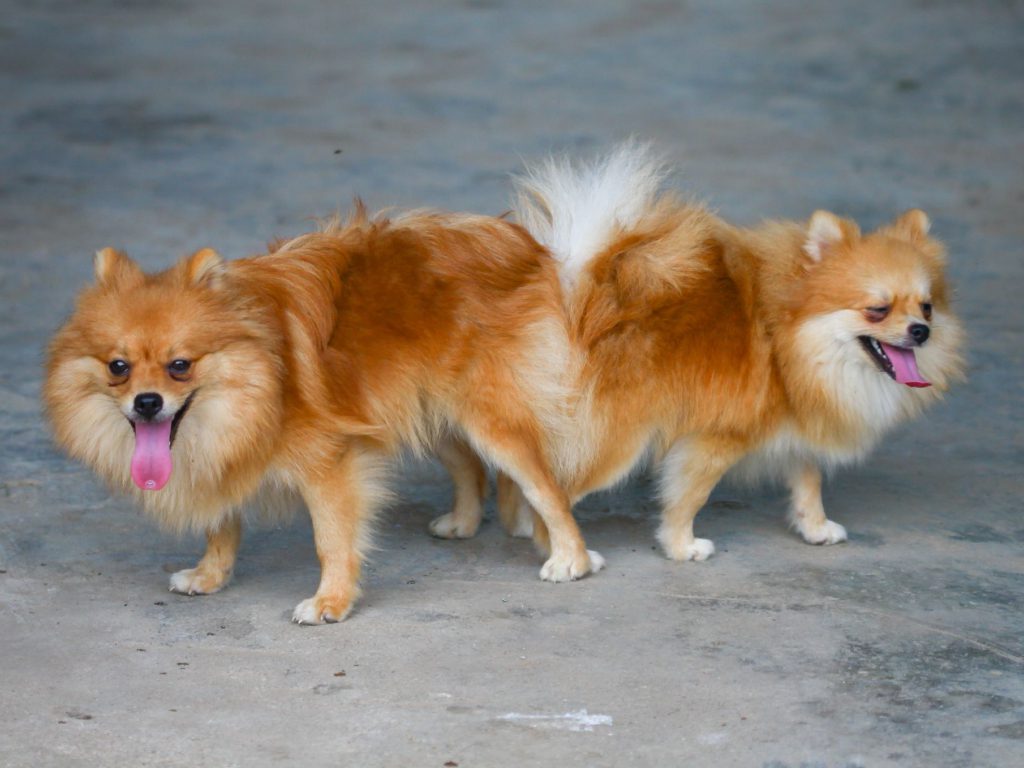 Sonhar com Cães Acasalando