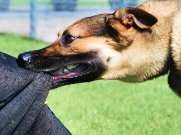 Thumbnail Sonhar com Cães me Atacando