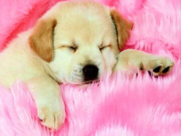 Thumbnail Sonhar com Cães Bebês