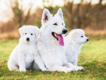 Thumbnail Sonhar com Cães Brancos