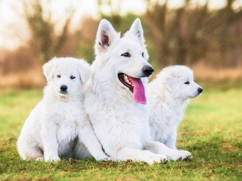 Sonhar com Cães Brancos