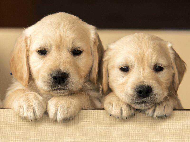 Sonhar com Cães Fofos