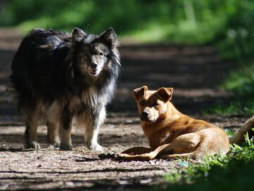 Thumbnail Sonhar com Cães Perdidos