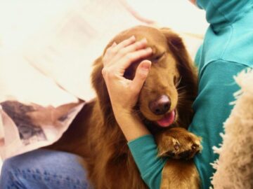 Thumbnail Sonhar com Cães Fofinhos