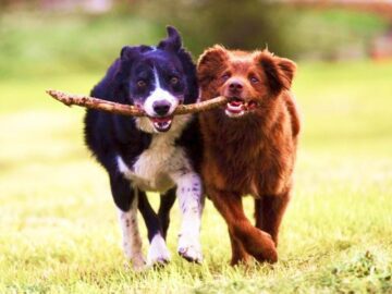Thumbnail Sonhar com Cães Brincando