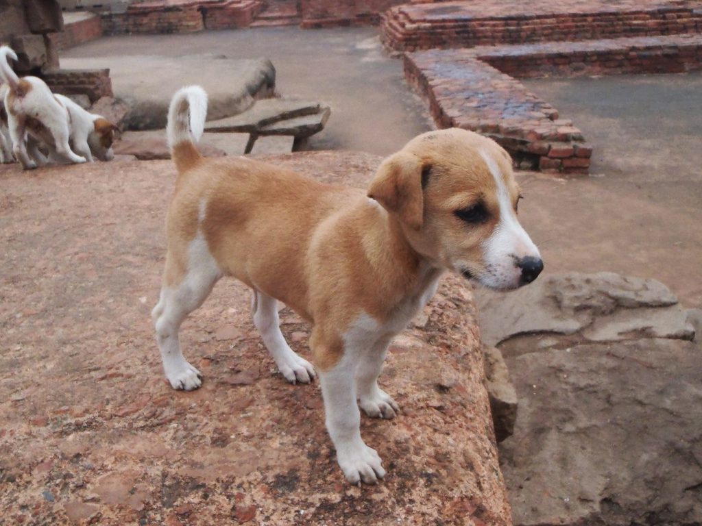 Sonhar com Cães de rua