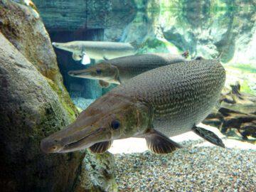 Sonhar com Peixe do Rio