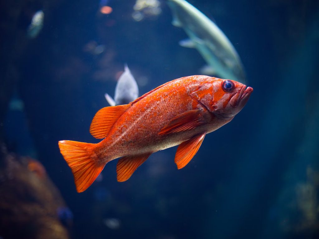 Sonhar com Peixes na Água