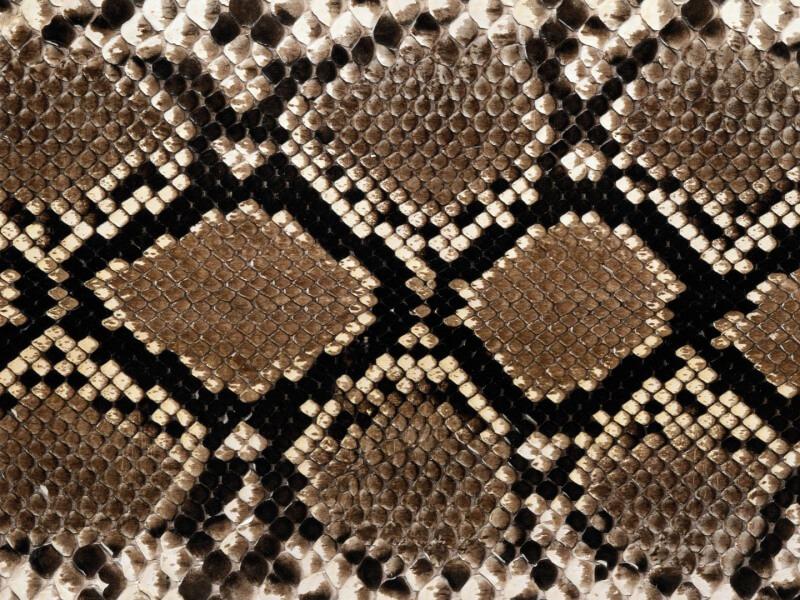 Sonhar com Pele de Cobra