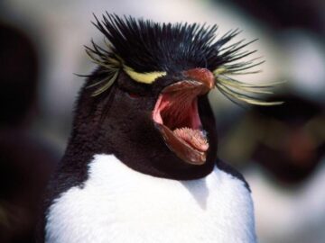Thumbnail Sonhar com Pinguins Agressivos