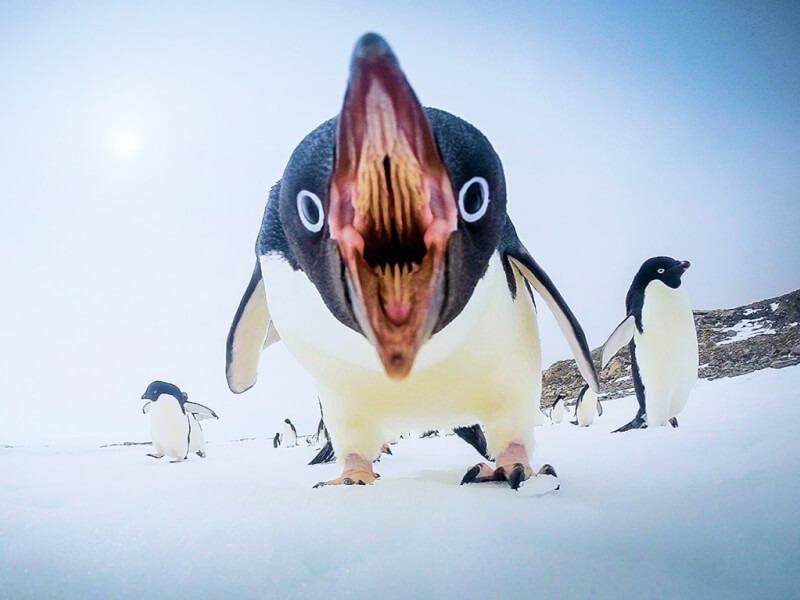 Sonhar com Pinguins Atacando
