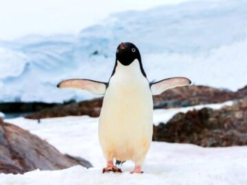 Thumbnail Sonhar com Pinguins Bonitos