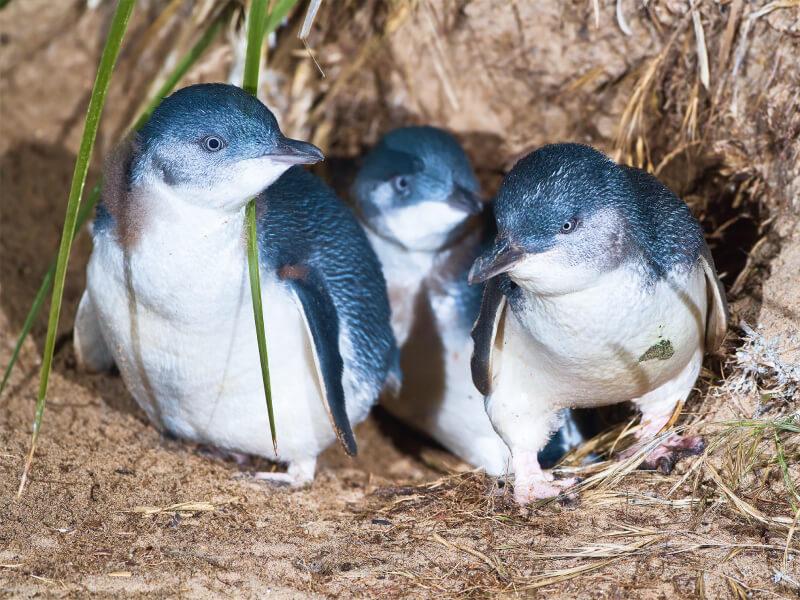 Sonhar com Pinguins de Chiquitos