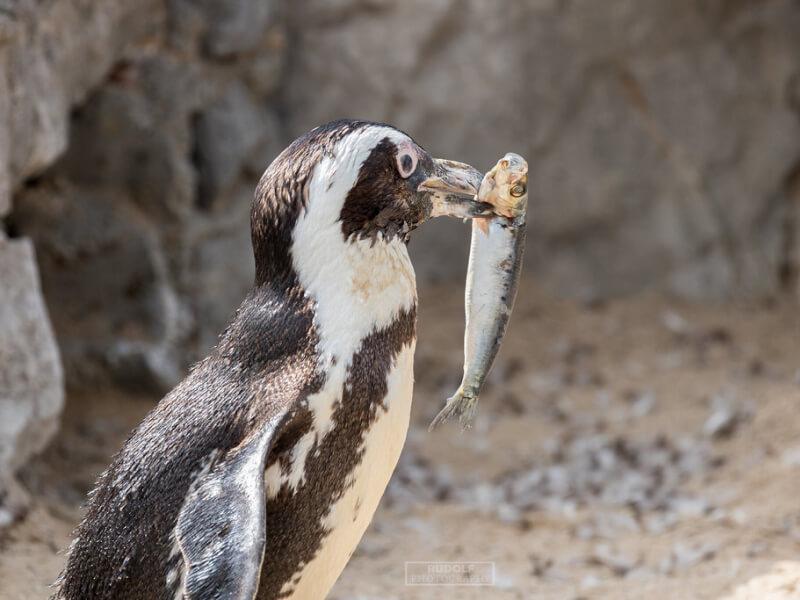 Sonhar com Pinguins comendo
