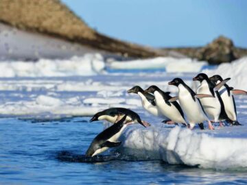 Thumbnail Sonhar com Pinguins na Água