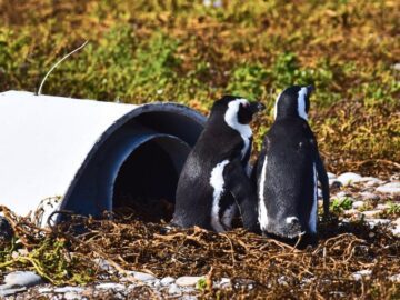 Sonhar com Pinguins em Casa
