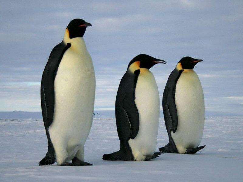 Sonhar com Pinguins Gigantes