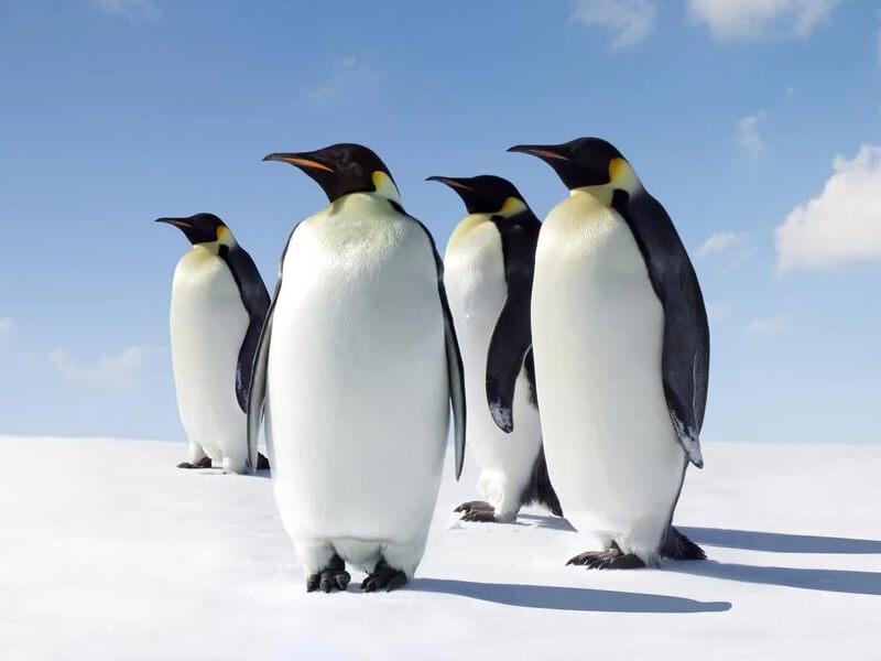 Sonhar com Pinguins Grandes