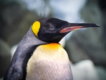 Sonhar com Pinguins Ruins