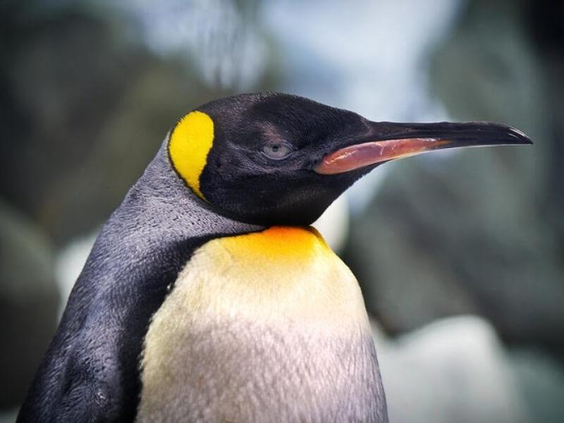 Sonhar com Pinguins Ruins