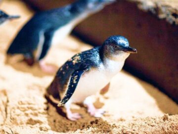 Sonhar com Pequenos pingüins