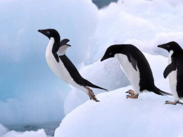 Thumbnail Sonhar com Pinguins Voadores