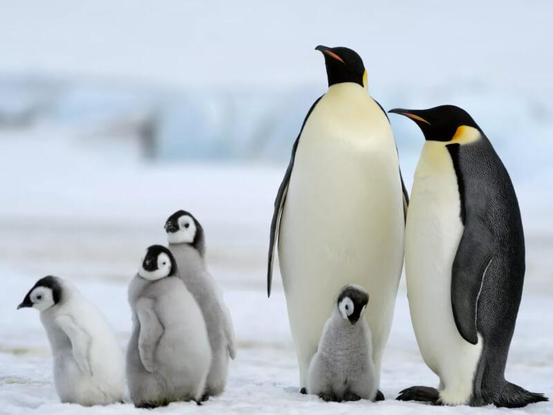 Sonhar com Pinguins