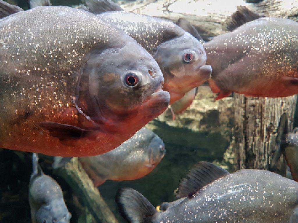 Sonhar com Piranhas em Água Limpa