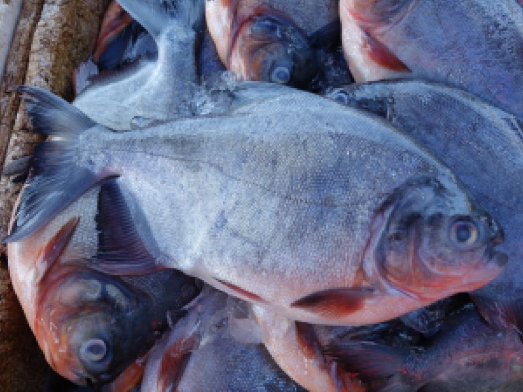 Sonhar com Piranhas Mortas
