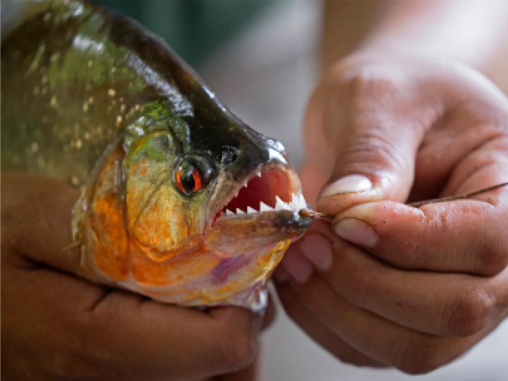 Sonhar com Piranhas Mordedoras