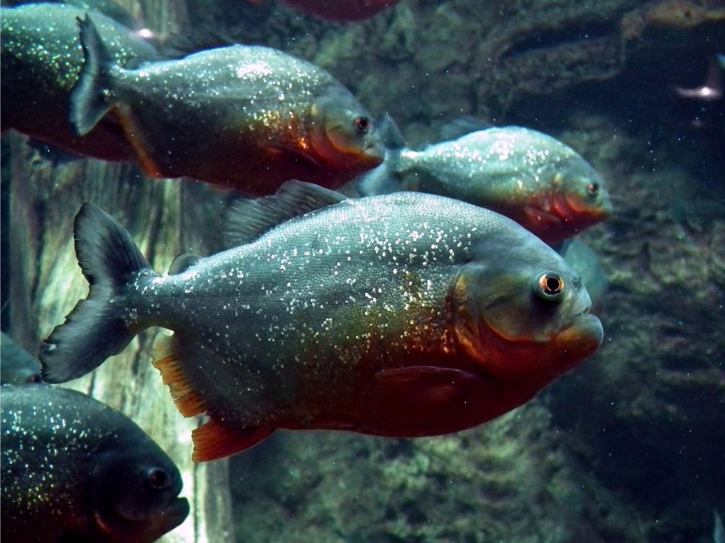 Sonhar com Piranhas com Ferrão