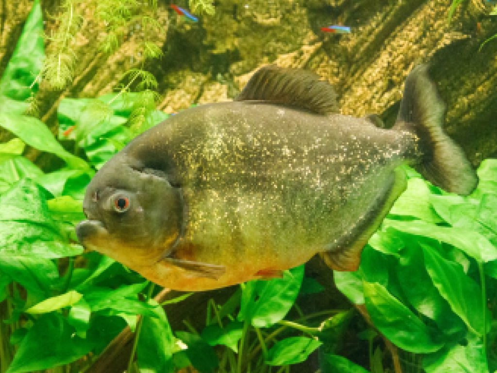 Sonhar com Piranhas Verdes