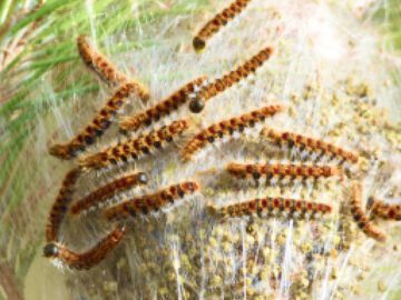 Thumbnail Sonhar com Peste