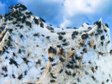 Sonhar com Pragas Aranhas