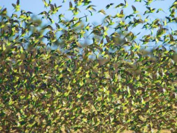 Sonhar com Pragas de aves