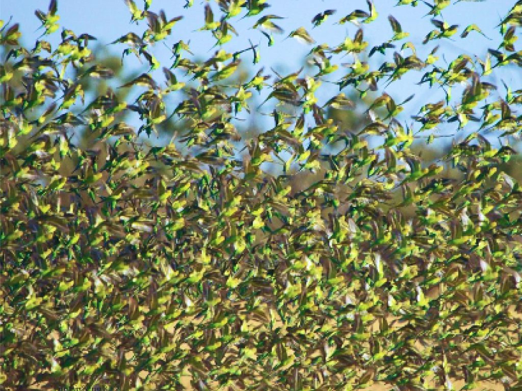 Sonhar com Pragas de aves