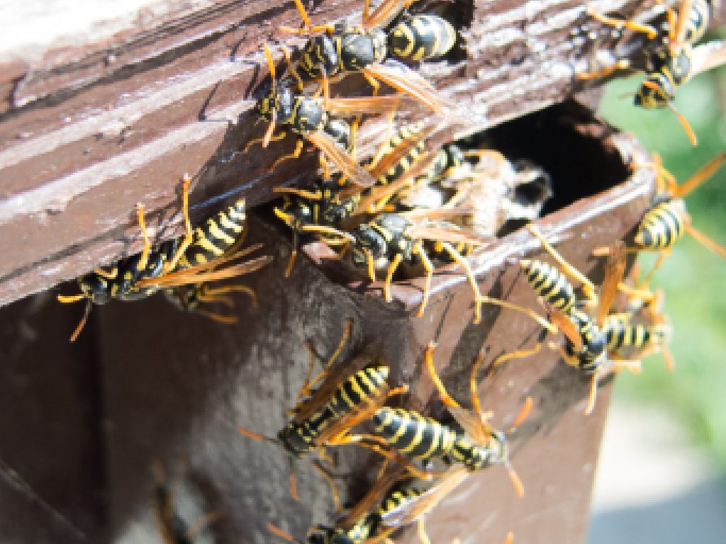 Sonhar com Infestação de Vespas