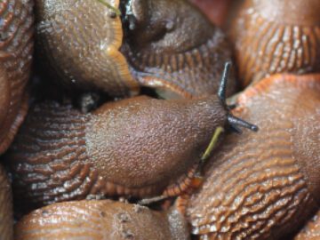 Sonhar com Praga de Caracóis