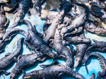 Thumbnail Sonhar com Peste do Crocodilo