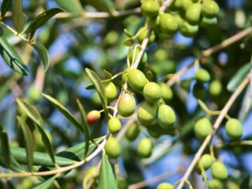 Sonhar com Planta de oliva
