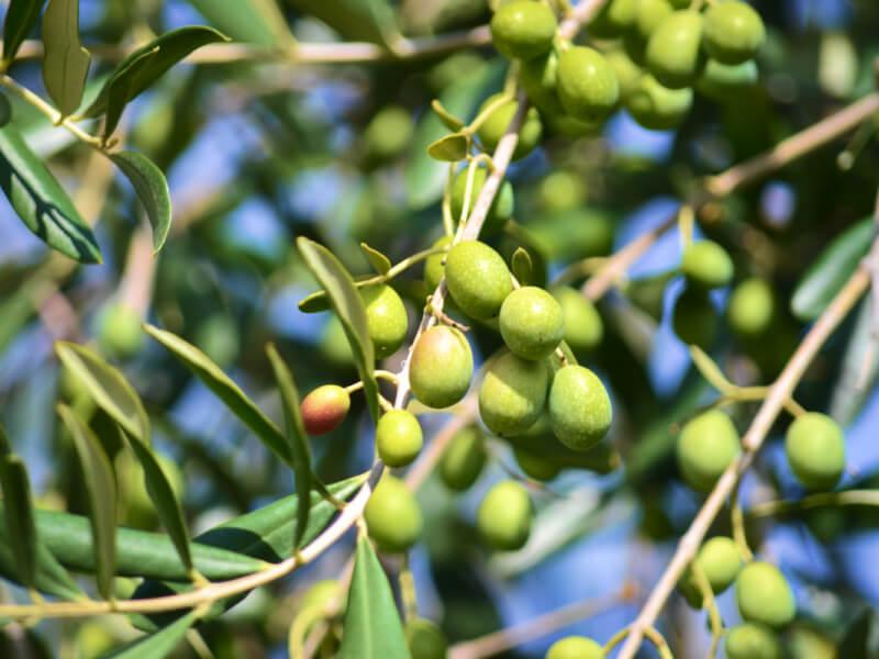 Sonhar com Planta de oliva