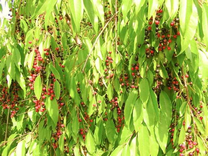 Sonhar com Planta Capuli