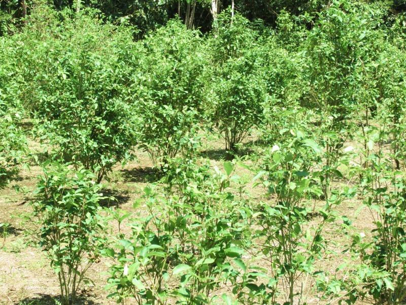 Sonhar com Plantas de Coca