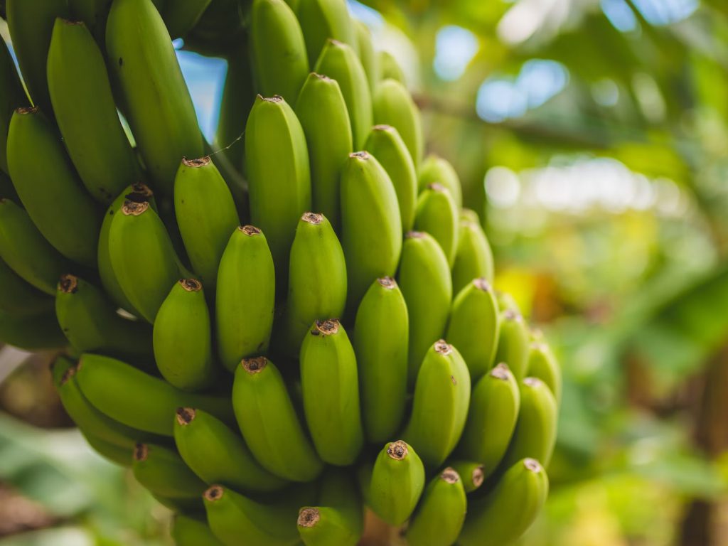 Sonhar com Bananas com Vermes