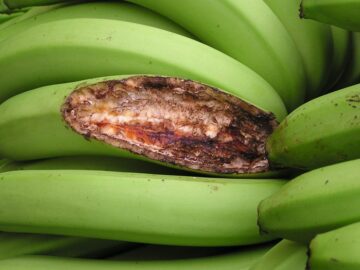Sonhar com Bananas Danificadas